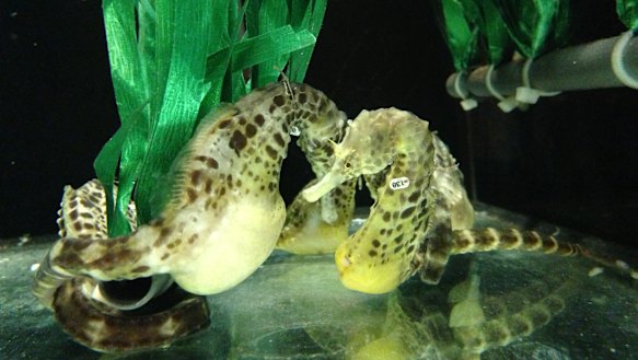 Adult male  pot-bellied seahorses in the laboratory.
