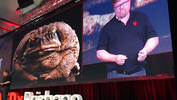 A cane toad 'smoothie' from dead cane toads is being used to encourage cane toad tadpoles to eat their young.