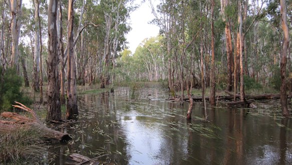 Flooded red gums at Black Gate Creek in the Barmah-Millewa Forest on the NSW and Victorian border. 
