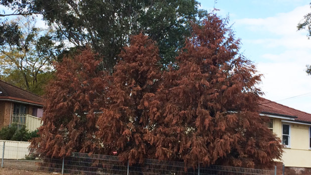Coming to a nature strip or garden near you – exotic conifers are among the first trees to die in droughts.