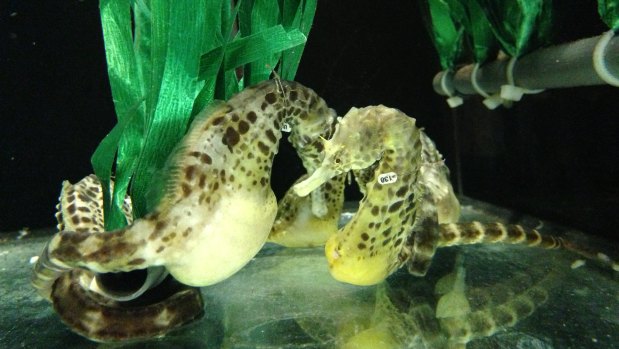 Adult male  pot-bellied seahorses in the laboratory.