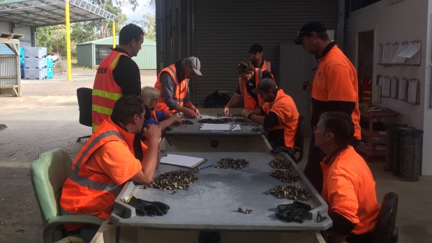 The ASI team study the mortality rates of Pacific oysters.