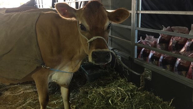 Jersey cow Comerica Cluster waits to be judged in the RNA's cutest cow awards.