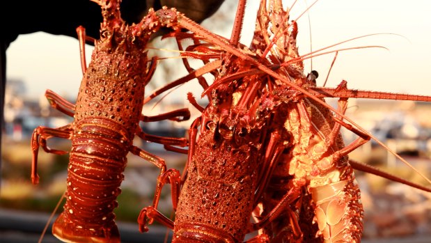 Fresh Australian rock lobsters are a big export to China but tonnes are now being held up.