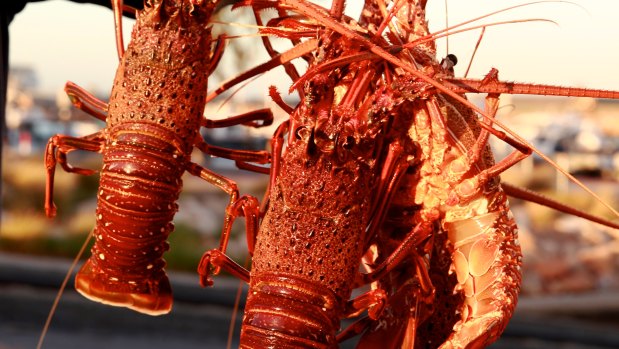 Lobster fishers can sell off their boats now in a bid to minimise the economic fallout from the pandemic. 
