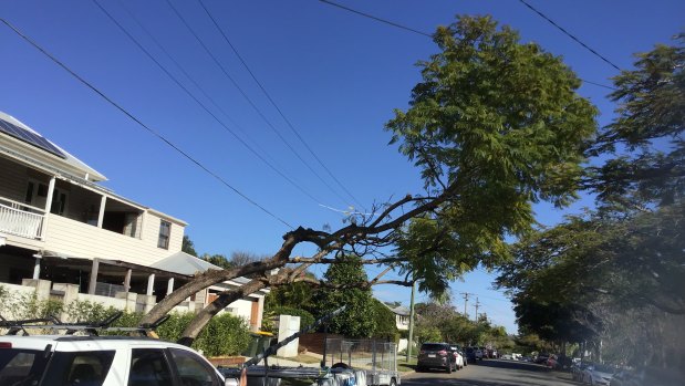 A tree on Jackson Street, Clayfield, after being cut back by Energex contractors.
