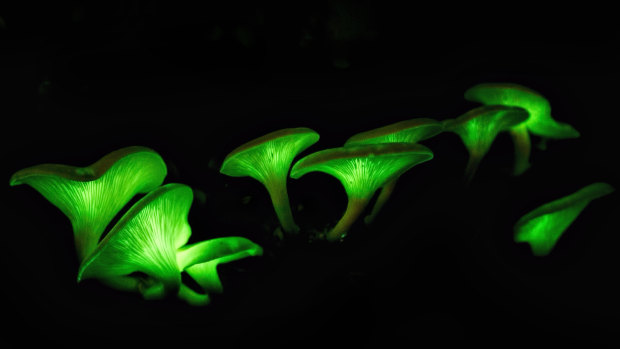 Glowing mushrooms in Booderee National Park.