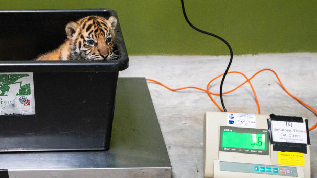 The tiny tigers weighed about 4kg each - about the size of a regular cat. 