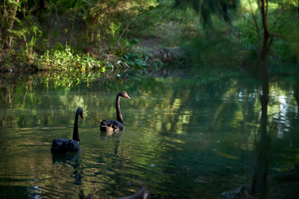 Swans Kevin and Mabel before Mabel’s death. Mabel arrived in November 2020 after the death of Kevin’s first mate.