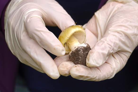 A death cap mushroom.