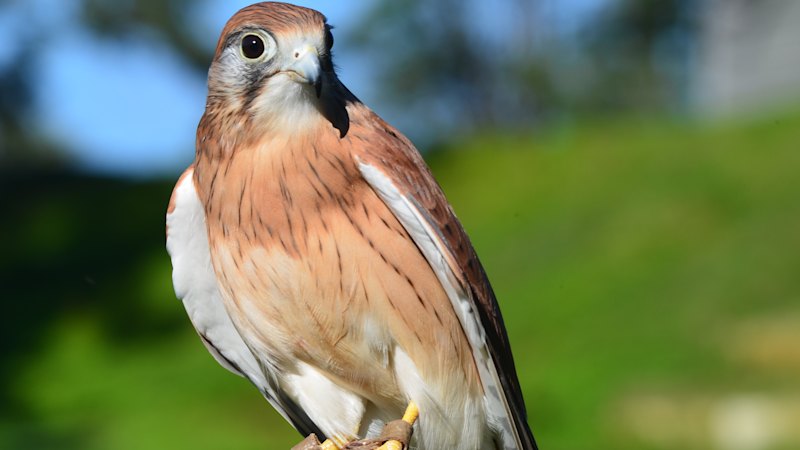 Named falcon Sparrow missing after escaping during training flight at Brisbane sanctuary