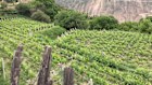 Vineyards in the Ningxia region in China’s central north area are among the sources of grapes for the Chinese version of Penfolds.