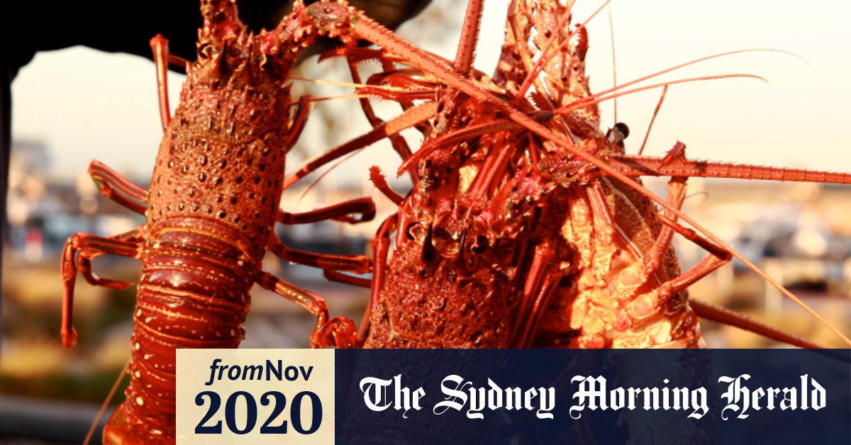 Australian Lobster Exports Feared Latest Victim Of China Tensions We went every day for happy hour but only got wings and nachos. australian lobster exports feared
