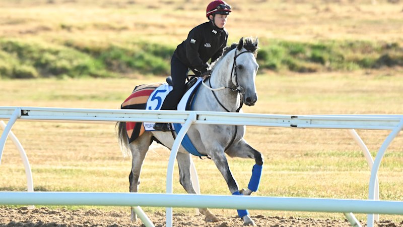 Fairytales and heavyweights: How to tip the Melbourne Cup trifecta