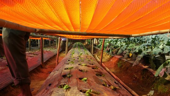 The LLEAF technology, shown here in product trials in West Java, Indonesia, works to help farmers increase their crop yield by increasing the amount of light the plants receive.