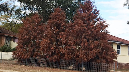 'Christmas-tree effect': Conifers start to conk out in Sydney's big dry