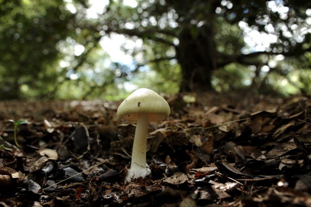 Death caps grow among oaks – and can pop up quite a distance from the actual tree.