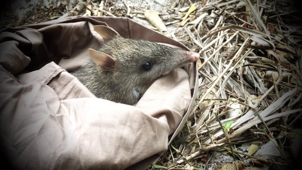 The bandicoot bandits causing a truffle kerfuffle