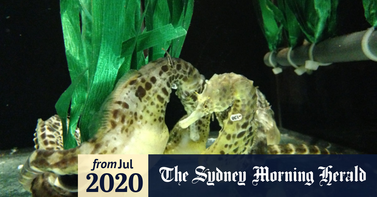 Seahorse Males Left Holding And Feeding The Baby