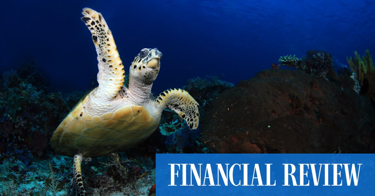 Aqua Blu cruising offers luxury diving and snorkelling in Indonesia's Komodo National Park - Vimarsana News