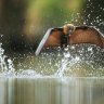 As summer arrives, Sydney's flying foxes are waiting for their sprinklers