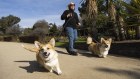A woman walks her two dogs in St Kilda Botanical Gardens. Demand for premium pet foods has soared, along with pet ownership.