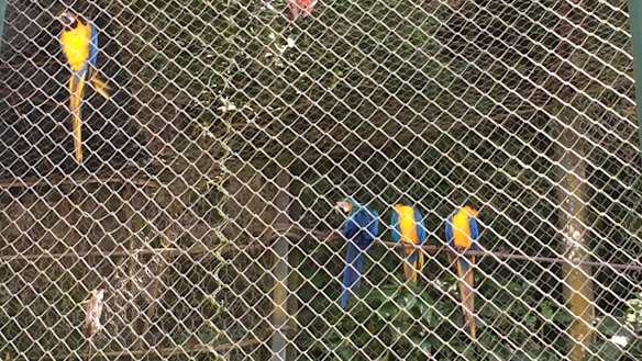 Macaws in a semi-closed forest cage at the vertical cemetery. Tucans and other animals are able to come and go.