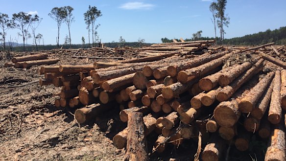 Plantation timber near Tewantin.