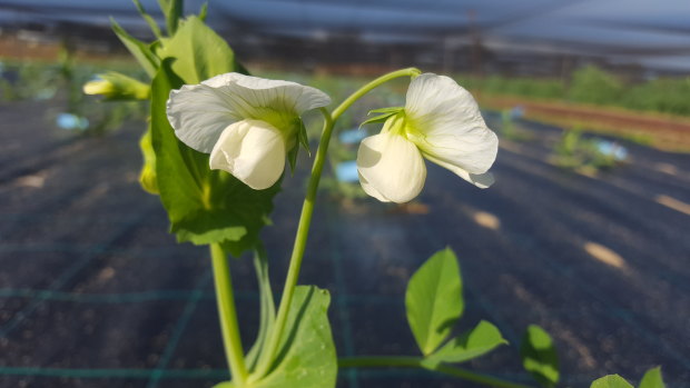 Two UWA researchers have cracked the genome of the field pea, one of the most complex legume genomes. 