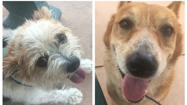 Best friends and senior citizens Monty and Lucy are looking for a home this Christmas. 