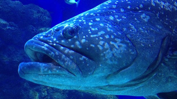 Chang is described as a "very inquisitive fish with quite a strong personality".