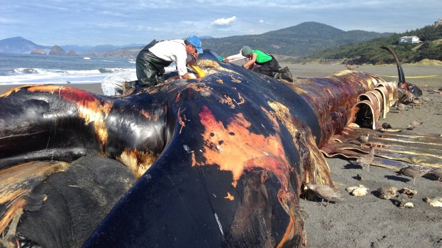 The giant blue whale that washed ashore near Gold Beach, Oregon.