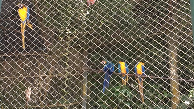 Macaws in a semi-closed forest cage at the vertical cemetery. Tucans and other animals are able to come and go.