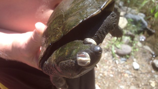 A virus-hit Bellinger River snapping turtle, collected by Rowan Simon and a friend.