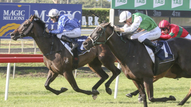 Grant Buckley believes with the right run in the Kosciuszko, Two Big Fari will be charging late, as he did at Muswellbrook in march.