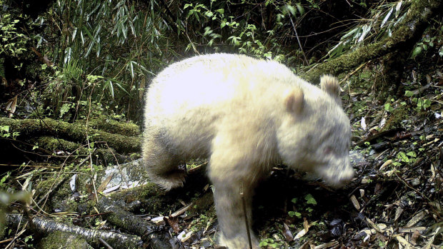 A rare all-white giant panda captured by an infra-red triggered remote camera at the Wolong Nature Reserve in south-west China's Sichuan province.
