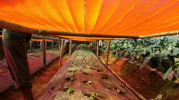 The LLEAF technology, shown here in product trials in West Java, Indonesia, works to help farmers increase their crop yield by increasing the amount of light the plants receive.