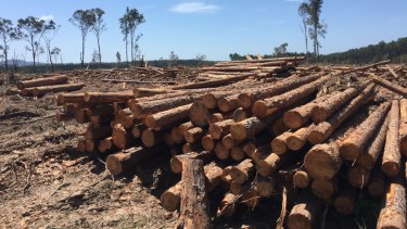 Plantation timber near Tewantin.