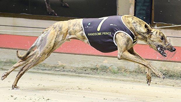Top discount dog racing