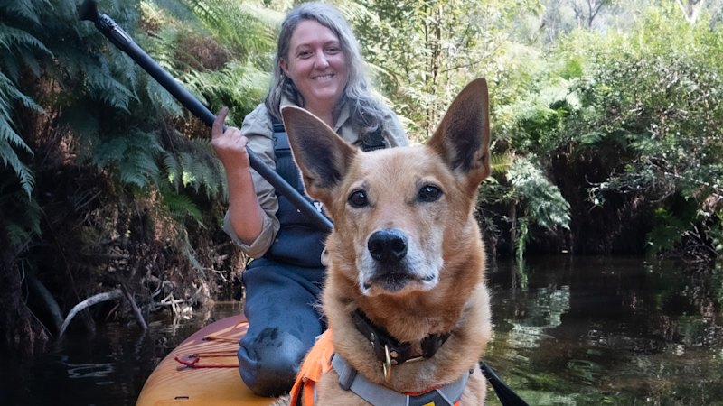 When kelpie-cross Kip sits down while riding a paddle board, scientists pay attention