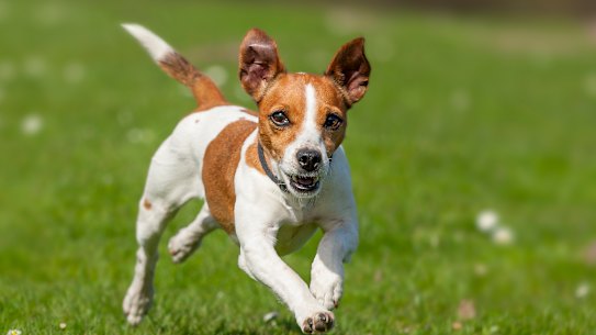 Spending time at the dog park can be great for socialising and exercising your pet, as long as you can abide by a few simple rules.