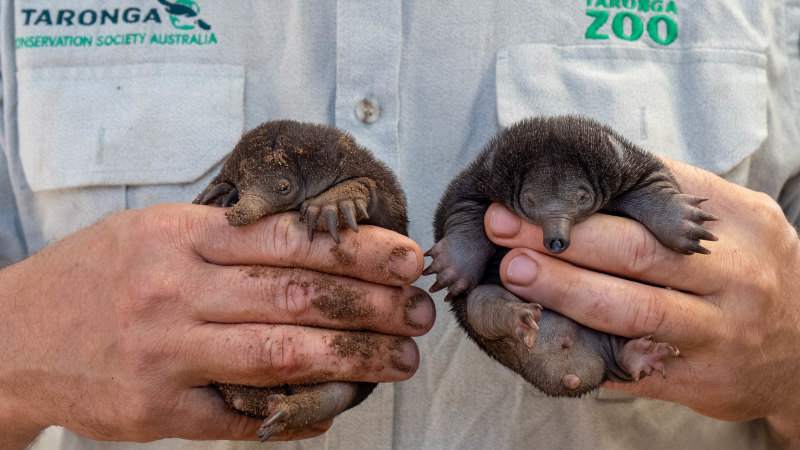Highlight Of My Career Taronga Zoo Celebrates Birth Of New Baby