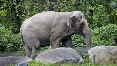 The elephant called Happy strolls inside the Bronx Zoo’s Asia Habitat in New York.