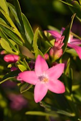 Prune winter-flowering shrubs, such as croweas.