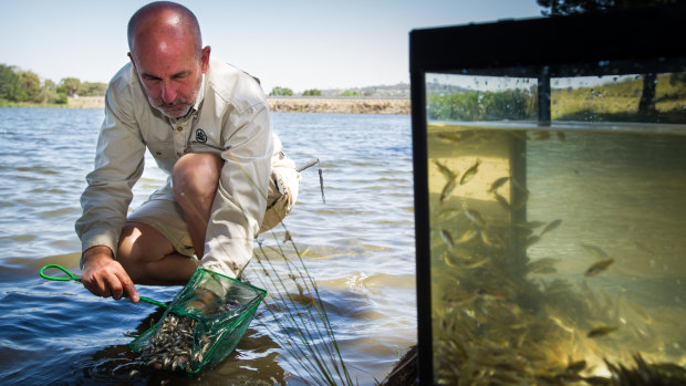 ACT government aquatic ecologist, Mark Jekabsons, releases Golden Perch in Lake Ginninderra.