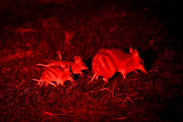 A breeding program has brought bandicoots back from the brink.