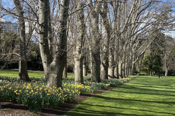 Thousands of daffodils at Fitzroy Gardens. 