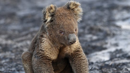 Fires wiped out vast areas of koala habitat in northern NSW and south-east Queensland, and the status of local populations may be escalated from vulnerable to endangered.  