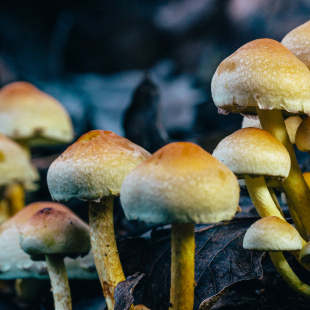 Hypholoma fasciculare, a fungus known as sulphur caps. About 
90 per cent of plants and nearly all the world’s trees depend on their collaboration with fungi.