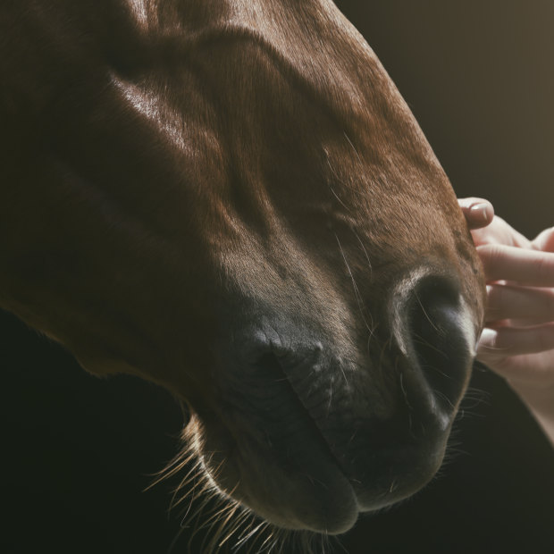 Many organisations are encouraging therapeutic relationships between horses and humans. 